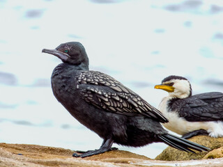 Little Black Cormorant in New South Wales, Australia