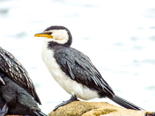 Obraz premium Little Pied Cormorant in New South Wales, Australia