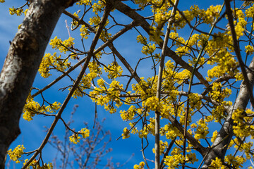 Cornus officinalis blooming