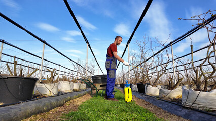 Farmer using pesticide, insecticide and herbicide sprayer sprinkler in an blueberries farm outdoors...