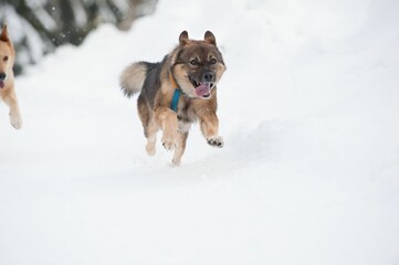 Closeup of a playful Tamaskan Dog running in snow with its tongue out in winter