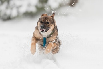 Closeup of a playful Tamaskan Dog running in snow in winter