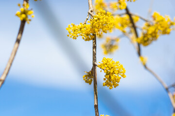 Cornus officinalis blooming