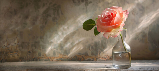 single rose in vase on the wall background