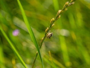 Closeup of a tiny bug perched on a green flower