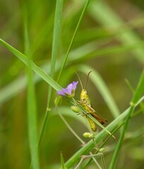 Vertical closeup of a grasshopper bug perched on a flower in green grass