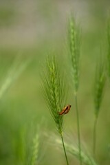 Vertical closeup of a Podisus maculiventris (Spined soldier bug) perched on a green grass