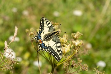 Closeup shot of a beautiful swallowtail (papilio machaon) on a flower in Austria, Tyrol
