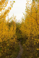 Vertical shot of a path surrounded by bright yellow autumn trees under the white sky