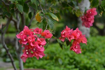 Closeup shot of pink Bougainvillea hanging from the branch