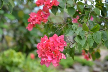 Closeup shot of pink Bougainvillea hanging from the branch