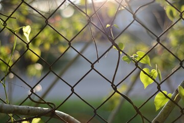 Closeup shot of a green plant growing on a chain link fence.