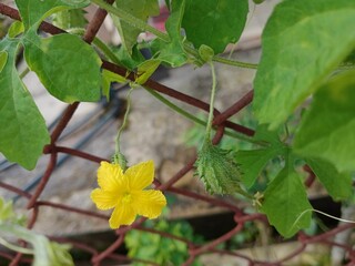 Closeup shot of a yellow flower of bitter melon on a fence.