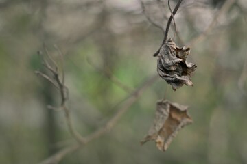 Closeup shot of a dried leaf on a fence.