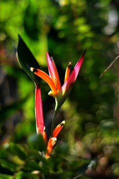 Vertical shot of a heliconia psittacorum plant in the garden.