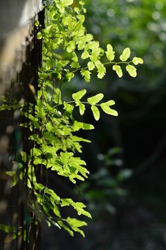 Vertical shot of an adiantum plant in the garden.