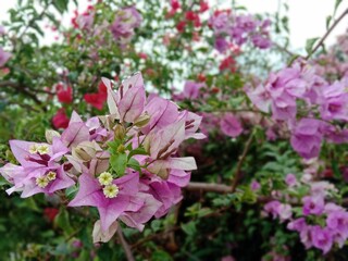 Scenic view of purple and pink weigela flowers in a garden during daytime
