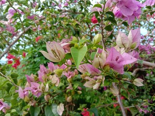 Scenic view of purple and pink weigela flowers in a garden during daytime