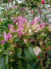 Vertical shot of purple and pink weigela flowers in a garden during daytime