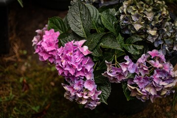 Obraz premium Hydrangea flower in the nature on a rainy day