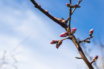 peach tree blooming
