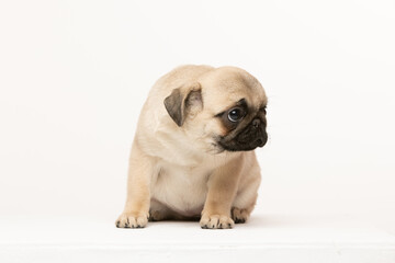 pug puppy on white background