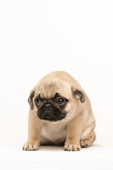 pug puppy on white background
