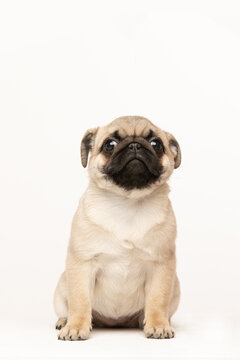 pug puppy on white background