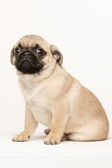 Fototapeta premium pug puppy on white background