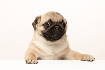 pug puppy on white background