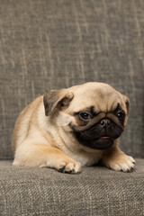 pug puppy on white background
