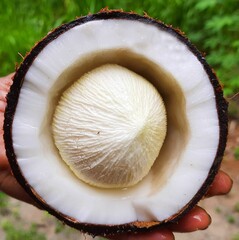 Closeup shot of a fresh beautiful white sprouted coconut in hand