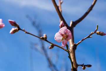 peach tree blooming