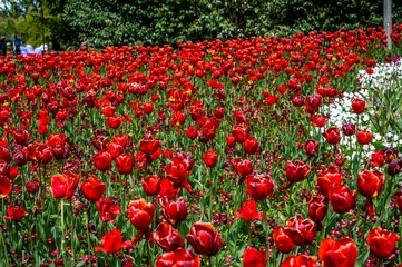 Field of charming bright red tulips