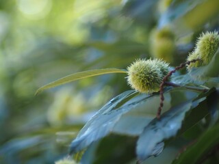 Closeup shot of Japanese chestnuts blossoming in the garden