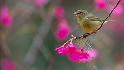 Of an orange-crowned warbler perched on a branch of a flower