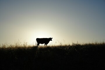 Silhouette of a cow standing on the field against a cloudless sky at sunset