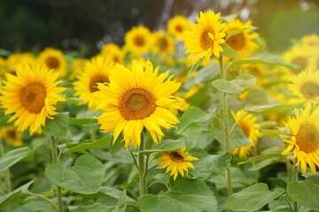 Selective focus of sunflowers field in the garden