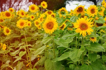 Selective focus of sunflowers field in the garden