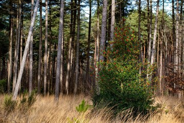 Scenic view of a common holly tree in a green forest on a sunny day