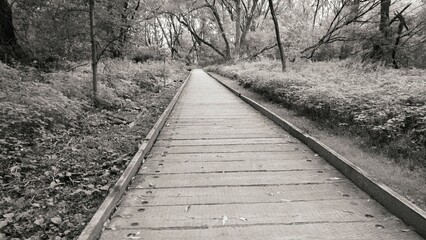Grayscale shot of long walkway through a forest