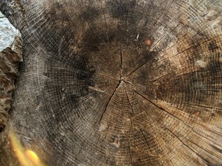 Closeup shot of details on a round tree stump
