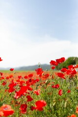 Naklejka premium Selective of red poppies in a field under the sunlight