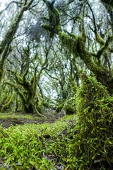 Vertical shot of a green forest with high mossy trees