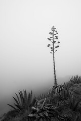 Vertical grayscale of an Agave tree in a field on a foggy day