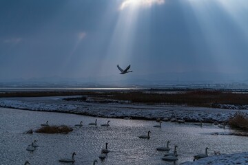 Scenic view of a bird flying above a lake where a flock of swans are swimming in winter
