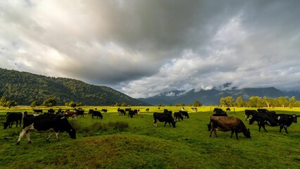 Scenic view of a herd of cows grazing in an open field on a cloudy day