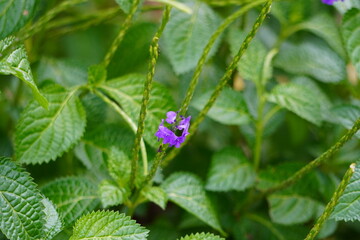 Close-up shot of a stachytarpheta jamaicensis growing in the garden