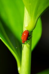 Closeup of Lilioceris lilii perching on plant stem