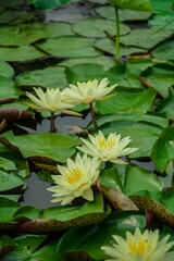Yellow lotus flowers in the pond